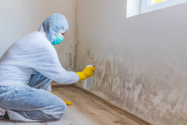 Licensed Commercial Mold Remediation service in Red Bank, TN - WQB Mold Removal